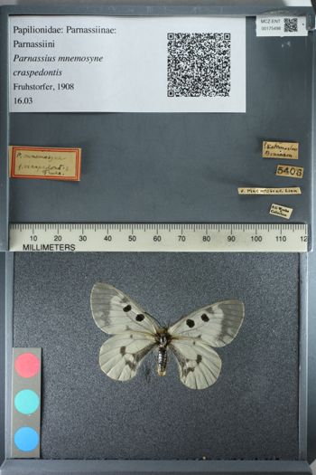 Media type: image;   Entomology 175498